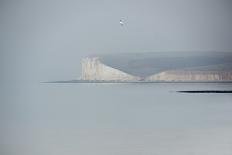 Free as a bird-Valda Bailey-Photographic Print