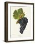 Valdiguier Grape-J. Troncy-Framed Giclee Print