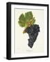 Valdiguier Grape-J. Troncy-Framed Giclee Print