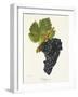 Valdiguier Grape-J. Troncy-Framed Giclee Print