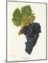 Valdiguier Grape-J. Troncy-Mounted Giclee Print