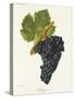 Valdiguier Grape-J. Troncy-Stretched Canvas