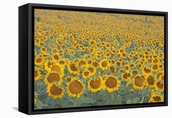 Valensole Plateau, Provence, France. Field of Sunflowers.-ClickAlps-Framed Stretched Canvas