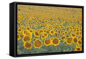 Valensole Plateau, Provence, France. Field of Sunflowers.-ClickAlps-Framed Stretched Canvas