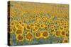 Valensole Plateau, Provence, France. Field of Sunflowers.-ClickAlps-Stretched Canvas