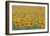 Valensole Plateau, Provence, France. Field of Sunflowers.-ClickAlps-Framed Photographic Print