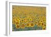 Valensole Plateau, Provence, France. Field of Sunflowers.-ClickAlps-Framed Photographic Print