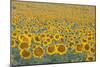 Valensole Plateau, Provence, France. Field of Sunflowers.-ClickAlps-Mounted Photographic Print