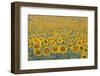 Valensole Plateau, Provence, France. Field of Sunflowers.-ClickAlps-Framed Photographic Print