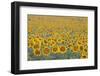 Valensole Plateau, Provence, France. Field of Sunflowers.-ClickAlps-Framed Photographic Print