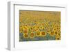 Valensole Plateau, Provence, France. Field of Sunflowers.-ClickAlps-Framed Photographic Print