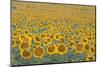 Valensole Plateau, Provence, France. Field of Sunflowers.-ClickAlps-Mounted Photographic Print