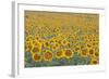 Valensole Plateau, Provence, France. Field of Sunflowers.-ClickAlps-Framed Photographic Print