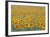 Valensole Plateau, Provence, France. Field of Sunflowers.-ClickAlps-Framed Photographic Print