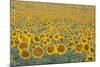 Valensole Plateau, Provence, France. Field of Sunflowers.-ClickAlps-Mounted Photographic Print