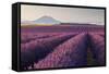 Valensole Plateau, Provence, France. Flowering Lavender at Dawn.-ClickAlps-Framed Stretched Canvas