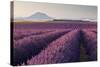 Valensole Plateau, Provence, France. Flowering Lavender at Dawn.-ClickAlps-Stretched Canvas