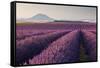 Valensole Plateau, Provence, France. Flowering Lavender at Dawn.-ClickAlps-Framed Stretched Canvas