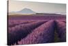 Valensole Plateau, Provence, France. Flowering Lavender at Dawn.-ClickAlps-Stretched Canvas