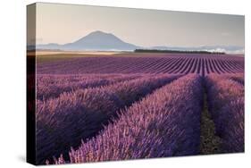 Valensole Plateau, Provence, France. Flowering Lavender at Dawn.-ClickAlps-Stretched Canvas