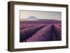 Valensole Plateau, Provence, France. Flowering Lavender at Dawn.-ClickAlps-Framed Photographic Print