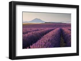 Valensole Plateau, Provence, France. Flowering Lavender at Dawn.-ClickAlps-Framed Photographic Print