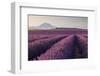 Valensole Plateau, Provence, France. Flowering Lavender at Dawn.-ClickAlps-Framed Photographic Print