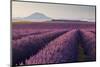 Valensole Plateau, Provence, France. Flowering Lavender at Dawn.-ClickAlps-Mounted Photographic Print