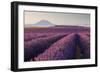 Valensole Plateau, Provence, France. Flowering Lavender at Dawn.-ClickAlps-Framed Photographic Print