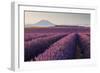 Valensole Plateau, Provence, France. Flowering Lavender at Dawn.-ClickAlps-Framed Photographic Print