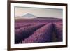 Valensole Plateau, Provence, France. Flowering Lavender at Dawn.-ClickAlps-Framed Photographic Print