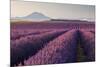 Valensole Plateau, Provence, France. Flowering Lavender at Dawn.-ClickAlps-Mounted Photographic Print