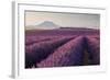 Valensole Plateau, Provence, France. Flowering Lavender at Dawn.-ClickAlps-Framed Photographic Print