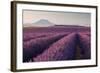 Valensole Plateau, Provence, France. Flowering Lavender at Dawn.-ClickAlps-Framed Photographic Print