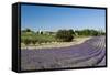 Valensole, Provence, France-Sergio Pitamitz-Framed Stretched Canvas