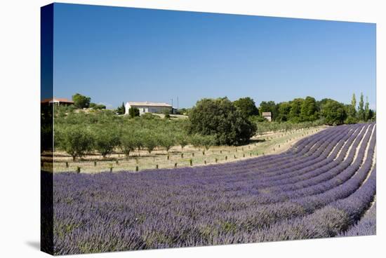 Valensole, Provence, France-Sergio Pitamitz-Stretched Canvas