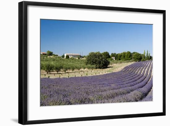 Valensole, Provence, France-Sergio Pitamitz-Framed Photographic Print