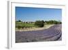 Valensole, Provence, France-Sergio Pitamitz-Framed Photographic Print