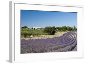 Valensole, Provence, France-Sergio Pitamitz-Framed Photographic Print