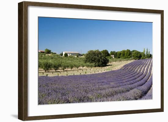 Valensole, Provence, France-Sergio Pitamitz-Framed Photographic Print