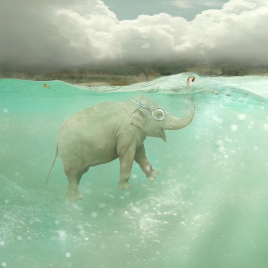 Photographic Print, , large