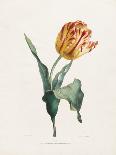 Tulip-Valentine Bartholomew-Giclee Print