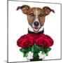 Valentine Dog-Javier Brosch-Mounted Premium Photographic Print