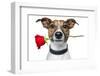 Valentine Dog-Javier Brosch-Framed Photographic Print