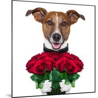 Valentine Dog-Javier Brosch-Mounted Photographic Print