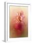 Valentine Iris-Jai Johnson-Framed Giclee Print