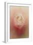 Valentine Rose-Jai Johnson-Framed Giclee Print