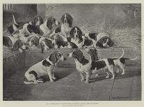 Basset Hounds in a Kennel, 1894-Valentine Thomas Garland-Stretched Canvas