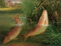 Trout at Winchester-Valentine Thomas Garland-Giclee Print