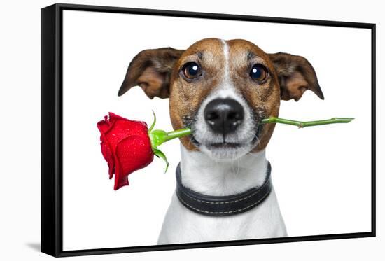 Valentines Dog-Javier Brosch-Framed Stretched Canvas